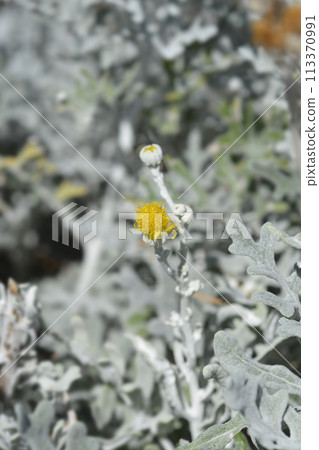 Silver ragwort 113370991