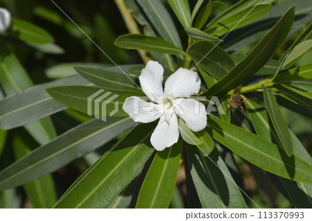 Common oleander 113370993