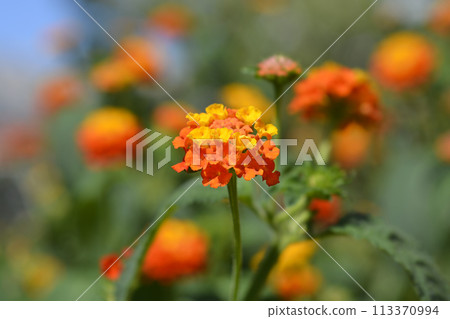 Shrub verbena flower 113370994