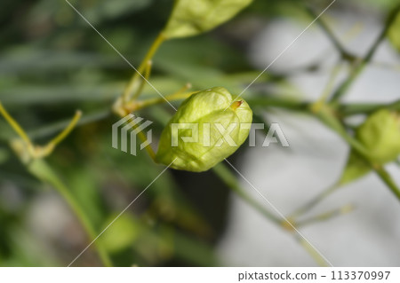 Blackberry lily 113370997