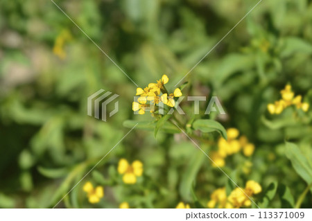 Mexican marigold 113371009