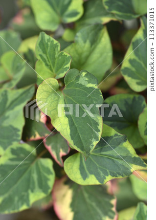 Fish mint Fish mint 113371015