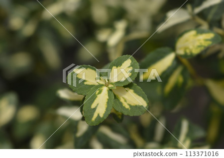 Wintercreeper Blondy Wintercreeper Blondy 113371016