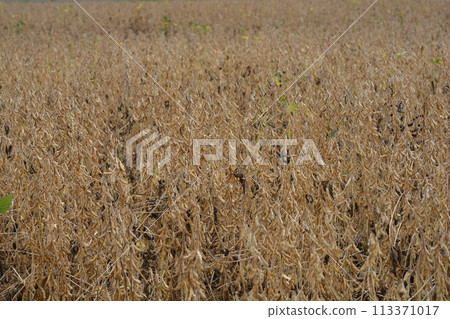 Soybean Soybean 113371017