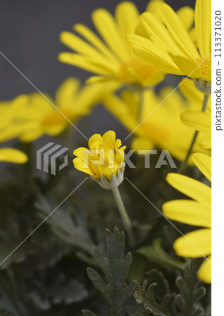 Gray-leaf eurypos Gray-leaf eurypos 113371020