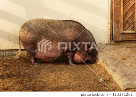 Pig are lounging atop a mound of hay in a farm setting. Selective focus 113371201