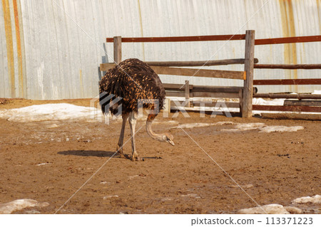 Ostriches standing inside a barn on an ostrich farm, surrounded by rustic wooden 113371223