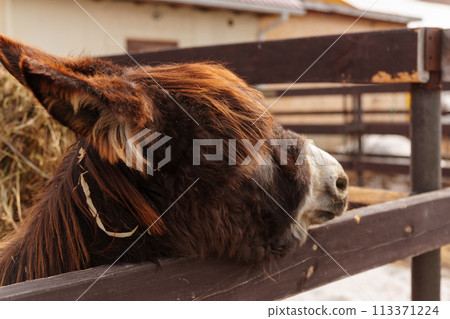 Detailed view of a donkey head as it rests on a wooden farm fence, showcasing the rural agricultural environment. Detailed view of a donkey head as it rests on a wooden farm fence, showcasing the rural agricultural environment. 113371224