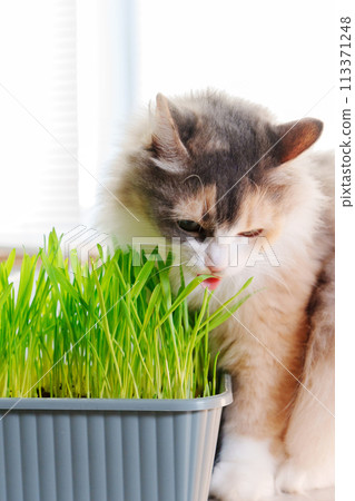 Cat eat fresh Grass Indoors, possibly as a way to aid its digestion. Vertical photo 113371248