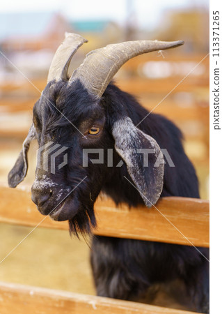 Goat is standing next to a fence on a farm, showcasing agriculture and farm life. Goat is standing next to a fence on a farm, showcasing agriculture and farm life. 113371265