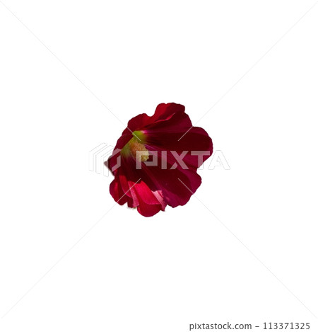 Bright red petals surround the yellowish-green center of the flower. Bright red petals surround the yellowish-green center of the flower. 113371325