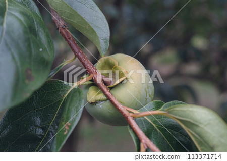 Persimmon trees in Tanumaru, a fruit-producing area in Fukuoka Prefecture, where large ripe persimmons are starting to turn color 113371714