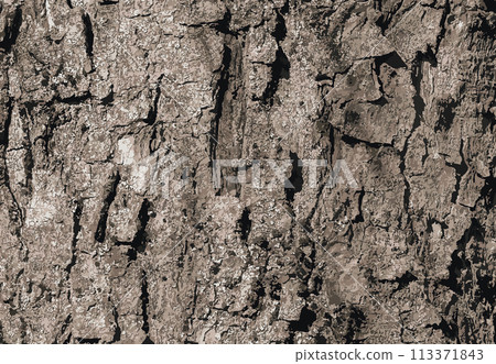 Vector illustration of Sycamore bark background. Acer pseudoplatanus L. Texture pattern for designers Vector illustration of Sycamore bark background. Acer pseudoplatanus L. Texture pattern for designers 113371843