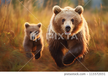 female brown bear and her cubs 113372031