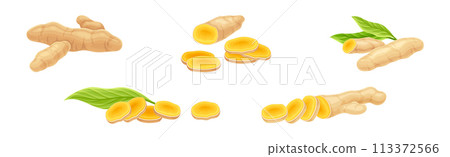 Turmeric Plant with Root as Cooking Flavor Vector Set Turmeric Plant with Root as Cooking Flavor Vector Set 113372566