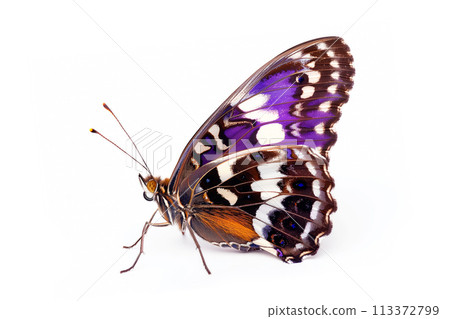 Beautiful Purple Emperor butterfly isolated on a white background. Side view Beautiful Purple Emperor butterfly isolated on a white background. Side view 113372799