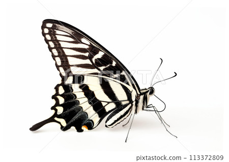 Beautiful Zebra Longwing butterfly isolated on a white background. Side view 113372809