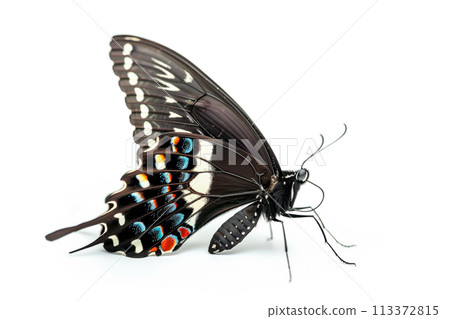 Beautiful Common Mormon butterfly isolated on a white background. Side view Beautiful Common Mormon butterfly isolated on a white background. Side view 113372815