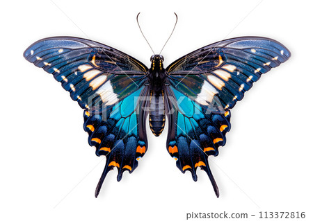 Beautiful Luzon Peacock Swallowtail Blue butterfly isolated on a white background with clipping path Beautiful Luzon Peacock Swallowtail Blue butterfly isolated on a white background with clipping path 113372816