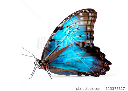 Beautiful Blue Morpho butterfly isolated on a white background. Side view Beautiful Blue Morpho butterfly isolated on a white background. Side view 113372817