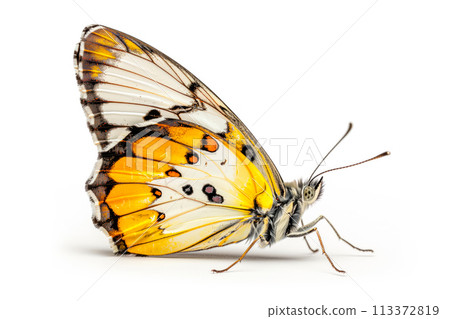 Beautiful Pieridae butterfly isolated on a white background. Side view 113372819