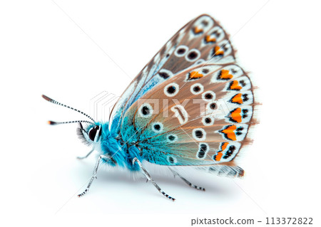 Beautiful Common Blue butterfly isolated on a white background. Side view Beautiful Common Blue butterfly isolated on a white background. Side view 113372822