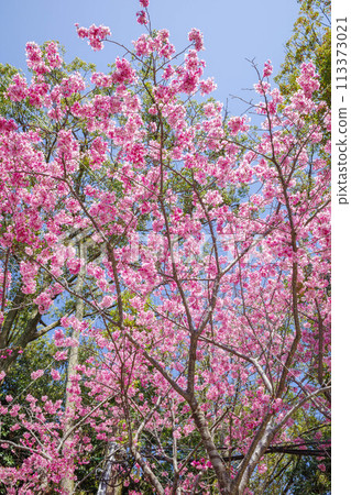 Beautiful pink petals of a peach blossom 113373021