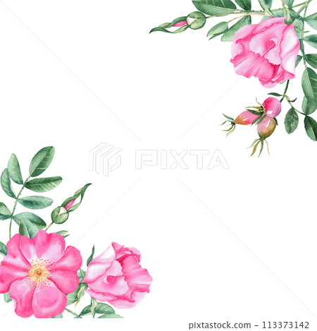 Dog rose square frame, border. Corner bouquet, compositions from flowers, leaves and berries isolated. Botanical hand drawn watercolor illustration isolated on white background. Can be used for cards 113373142
