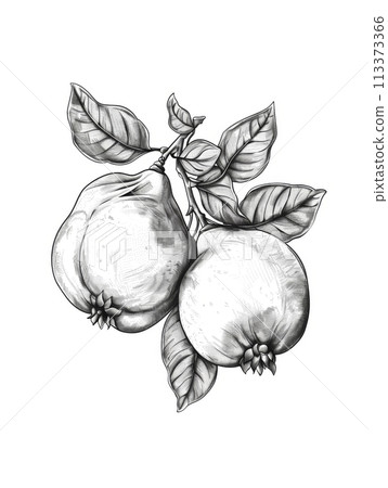 Black and white hand-drawn illustration of two hanging quinces with leaves. 113373366