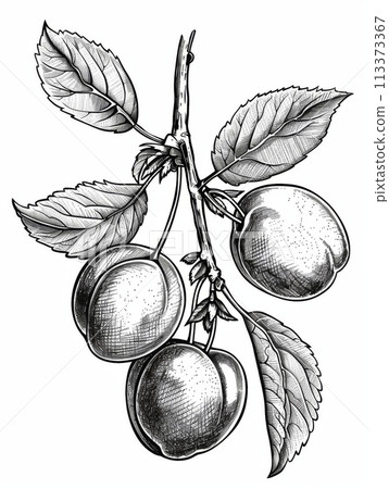 Black and white hand drawn illustration of a branch with three hanging plums 113373367