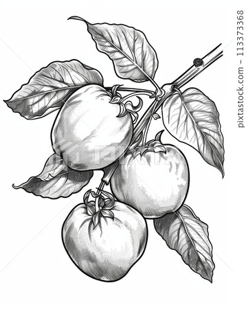 Detailed black and white line drawing of tomatoes on the vine for various design projects 113373368