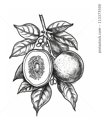 Vintage engraving of exotic tropical fruit Mangosteen on a branch with leaves Vintage engraving of exotic tropical fruit Mangosteen on a branch with leaves 113373509