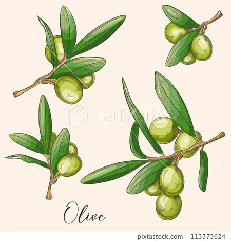 Green olives and leaves isolated on transparent background. Hand drove illustration, vintage. For labels, banner, packet 113373624