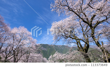 Gourd cherry tree in Ninodogawa town 113373649