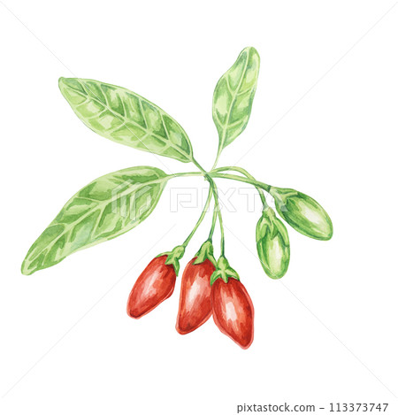 Ripe goji berries on the branch with leaves in watercolor isolated on white background. Hand-drawn clipart of licium barbarum fruits, leaves. Design for printing, packaging, cards, posters 113373747