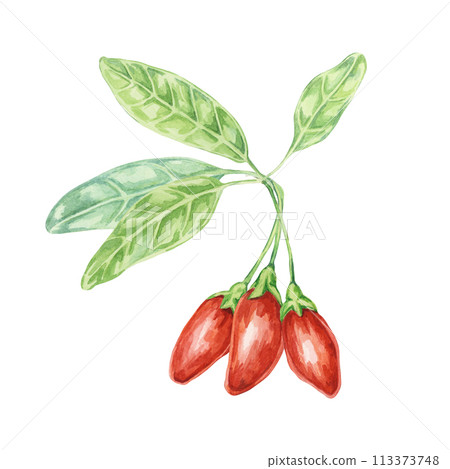 Goji berries on the branch with leaves in watercolor isolated on white background. Hand-drawn clipart of licium barbarum fruits, leaves. Design for printing, packaging, cards, posters 113373748