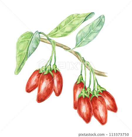 Multiple goji berries on the branch with leaves in watercolor isolated on white background. Hand-drawn clipart of licium barbarum fruits, leaves. Design for printing, packaging, cards, posters Multiple goji berries on the branch with leaves in watercolor isolated on white background. Hand-drawn clipart of licium barbarum fruits, leaves. Design for printing, packaging, cards, posters 113373750