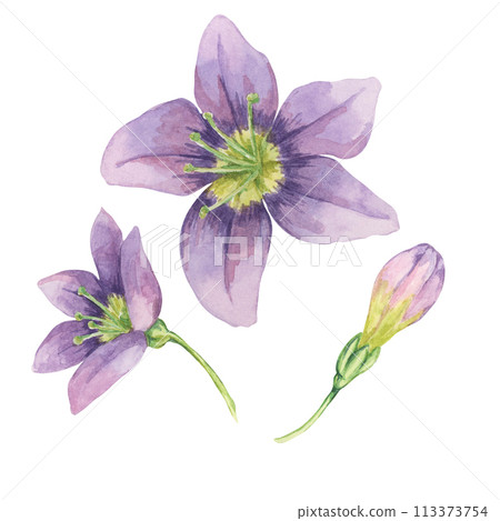 Set of goji berry flowers in watercolor isolated on white background. Hand-drawn clipart of licium barbarum f flowers buds and in full blossom. Design for printing, packaging, cards, posters 113373754