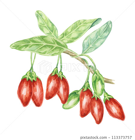 Red and Green Goji berries on the branch with leaves in watercolor isolated on white background. Hand-drawn clipart of licium barbarum fruits, leaves. Design for printing, packaging, cards, posters Red and Green Goji berries on the branch with leaves in watercolor isolated on white background. Hand-drawn clipart of licium barbarum fruits, leaves. Design for printing, packaging, cards, posters 113373757