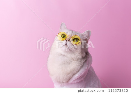 white cat in yellow glasses is sitting in a white bathrobe, on a pink background 113373820