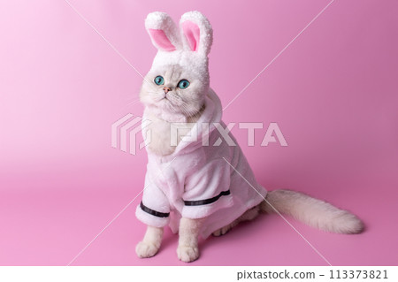 Funny white cat in a hat with bunny ears, in a white coat, on a pink background Funny white cat in a hat with bunny ears, in a white coat, on a pink background 113373821