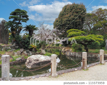 Cherry blossoms at Sone Tenmangu Shrine in Takasago City, Hyogo Prefecture 113373959
