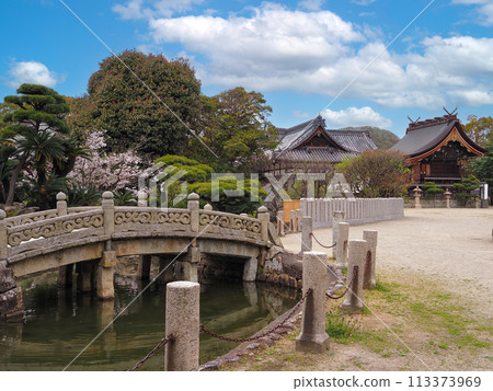 Cherry blossoms at Sone Tenmangu Shrine in Takasago City, Hyogo Prefecture Cherry blossoms at Sone Tenmangu Shrine in Takasago City, Hyogo Prefecture 113373969