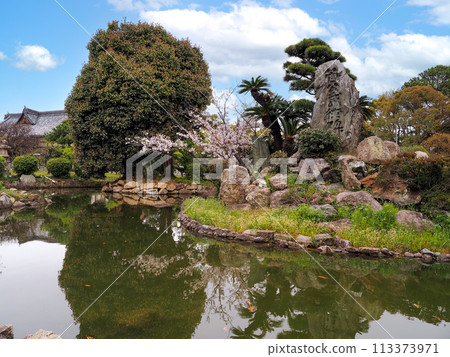 Cherry blossoms at Sone Tenmangu Shrine in Takasago City, Hyogo Prefecture 113373971