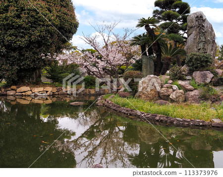 Cherry blossoms at Sone Tenmangu Shrine in Takasago City, Hyogo Prefecture 113373976
