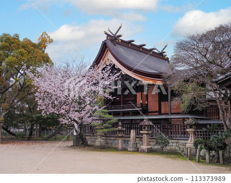 Cherry blossoms at Sone Tenmangu Shrine in Takasago City, Hyogo Prefecture 113373989