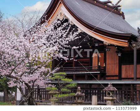 Cherry blossoms at Sone Tenmangu Shrine in Takasago City, Hyogo Prefecture 113373999