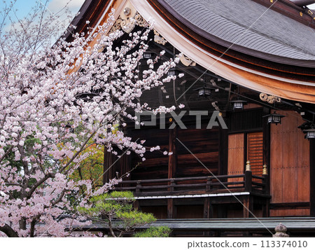 Cherry blossoms at Sone Tenmangu Shrine in Takasago City, Hyogo Prefecture 113374010