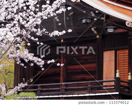 Cherry blossoms at Sone Tenmangu Shrine in Takasago City, Hyogo Prefecture Cherry blossoms at Sone Tenmangu Shrine in Takasago City, Hyogo Prefecture 113374012