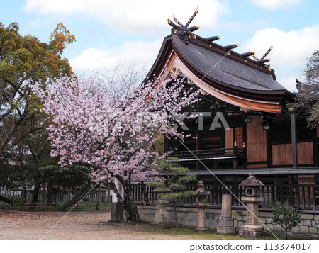 Cherry blossoms at Sone Tenmangu Shrine in Takasago City, Hyogo Prefecture Cherry blossoms at Sone Tenmangu Shrine in Takasago City, Hyogo Prefecture 113374017
